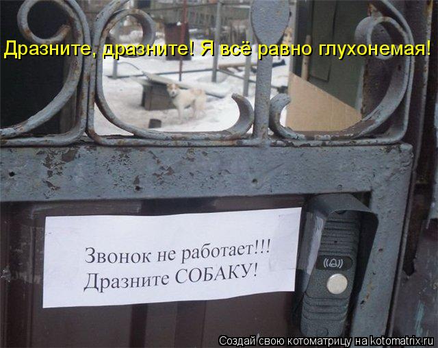 Котоматрица: Дразните, дразните! Я всё равно глухонемая!