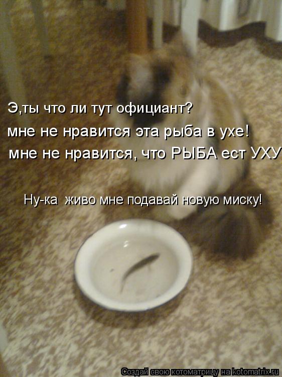 Котоматрица: Э,ты что ли тут официант?  мне не нравится эта рыба в ухе!  мне не нравится, что РЫБА ест УХУ  Ну-ка  живо мне подавай новую миску!