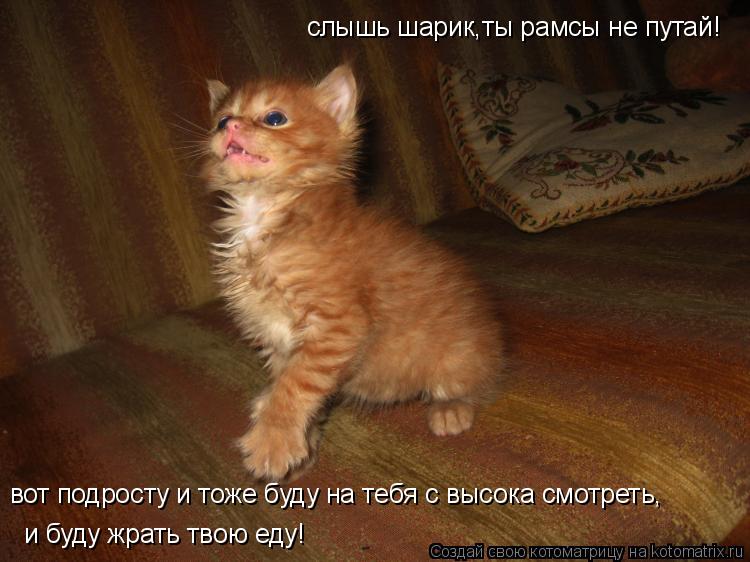 Котоматрица: слышь шарик,ты рамсы не путай! вот подросту и тоже буду на тебя с высока смотреть, и буду жрать твою еду!