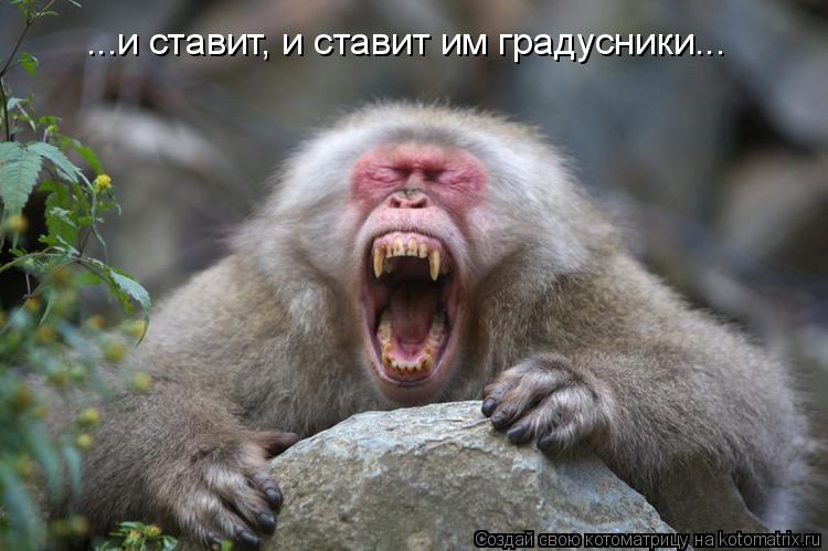 Котоматрица: ...и ставит, и ставит им градусники...
