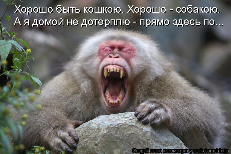 Хорошо быть кошкою. Хорошо - собакою. А я домой не дотерплю - прямо здесь по...... Котоматрица: Хорошо быть кошкою. Хорошо - собакою. А я домой не дотерплю - прямо здесь по...