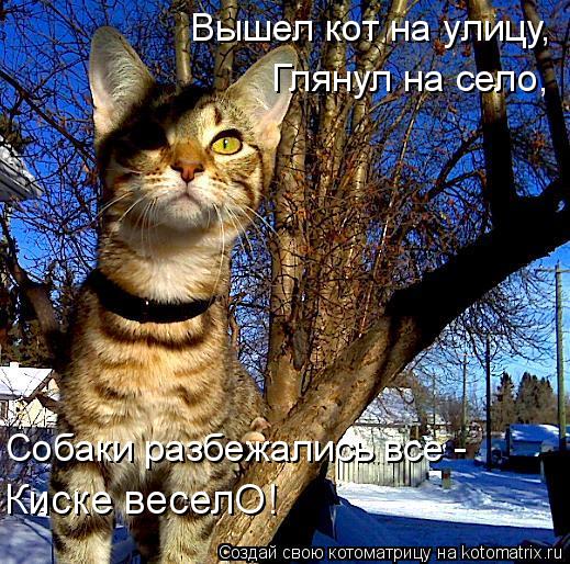 Котоматрица: Вышел кот на улицу, Глянул на село,  Собаки разбежались все -  Киске веселО!