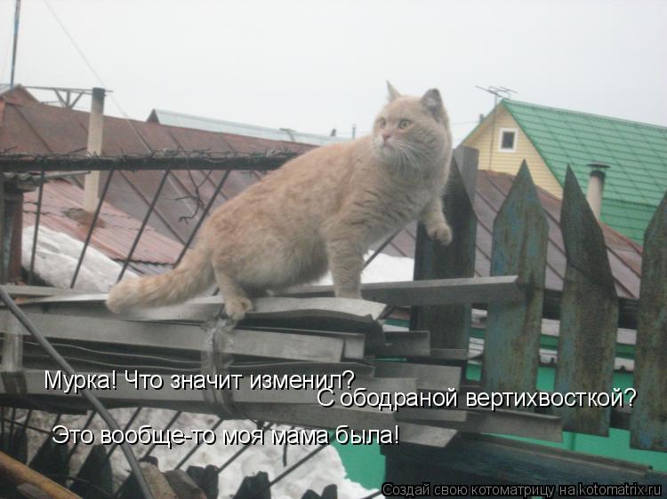 Котоматрица: Мурка! Что значит изменил? С ободраной вертихвосткой? Это вообще-то моя мама была!