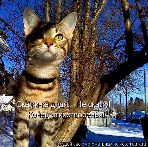 Котоматрица: Скажи-ка дядя... Не скажу! Конец стихотворенья!