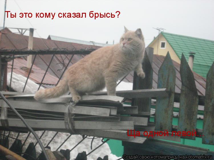 Ты это кому сказал брысь? Ща одной левой...... Котоматрица: Ты это кому сказал брысь? Ща одной левой...