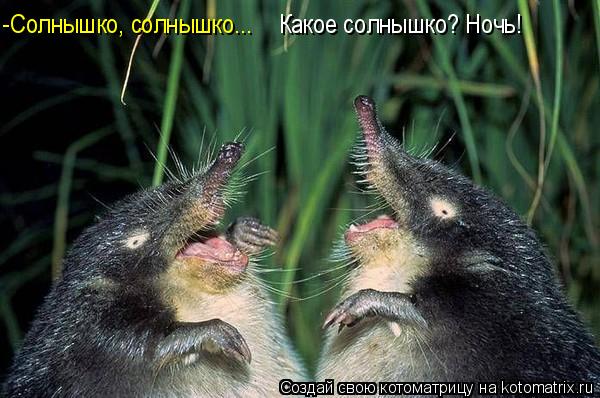 -Солнышко, солнышко... Какое солнышко? Ночь!... Котоматрица: -Солнышко, солнышко... Какое солнышко? Ночь!