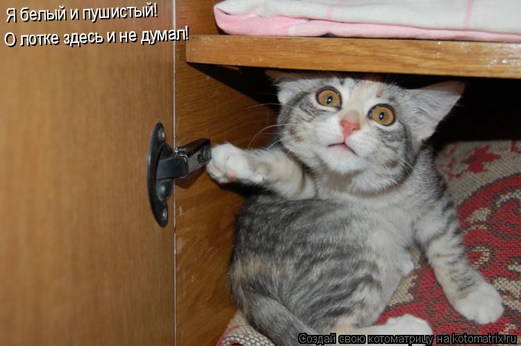 Я белый и пушистый! О лотке здесь и не думал! О лотке здесь и не думал!... Котоматрица: Я белый и пушистый! О лотке здесь и не думал! О лотке здесь и не думал!
