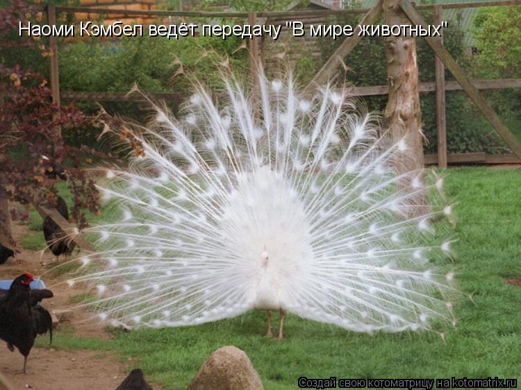 Наоми Кэмбел ведёт передачу "В мире животных"... Котоматрица: Наоми Кэмбел ведёт передачу "В мире животных"