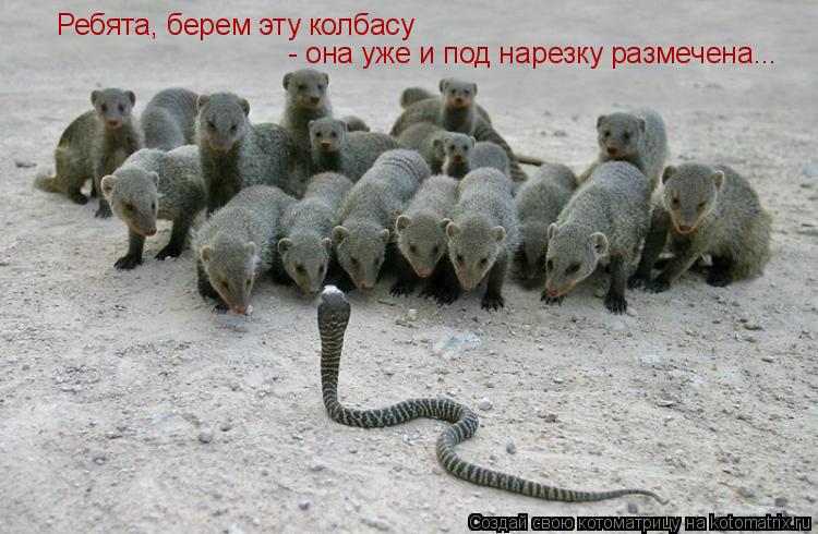 Котоматрица: Ребята, берем эту колбасу - она уже и под нарезку размечена...