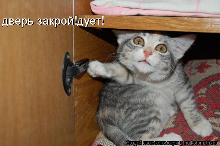 дверь закрой!дует!... Котоматрица: дверь закрой!дует!