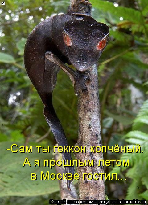 -Сам ты геккон копчёный. А я прошлым летом в Москве гостил...... Котоматрица: -Сам ты геккон копчёный. А я прошлым летом в Москве гостил...