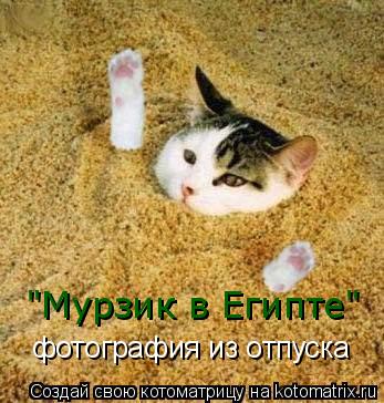 "Мурзик в Египте" фотография из отпуска... Котоматрица: "Мурзик в Египте" фотография из отпуска