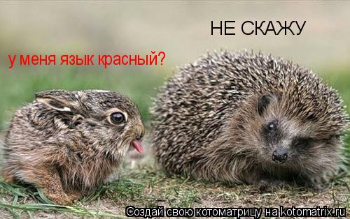 у меня язык красный? НЕ СКАЖУ... Котоматрица: у меня язык красный? НЕ СКАЖУ