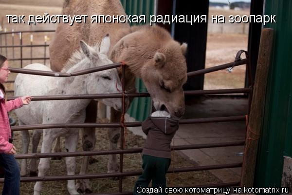 так действует японская радиация на зоопарк... Котоматрица: так действует японская радиация на зоопарк