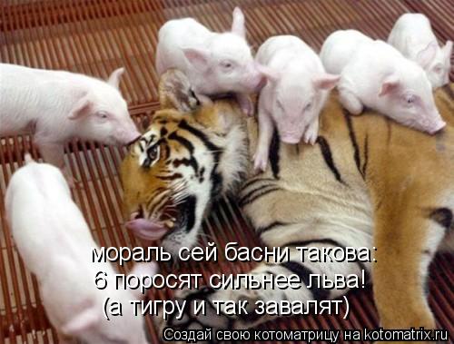 мораль сей басни такова: 6 поросят сильнее льва! (а тигру и так завалят)... Котоматрица: мораль сей басни такова: 6 поросят сильнее льва! (а тигру и так завалят)