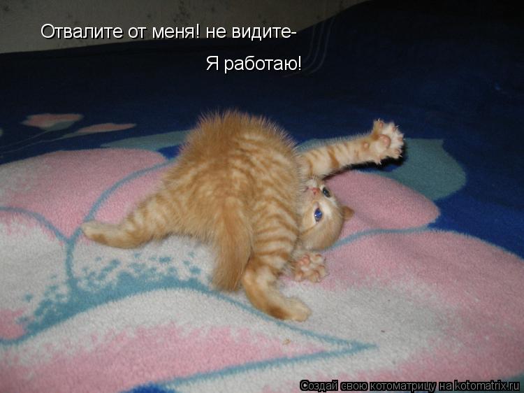 Отвалите от меня! не видите- Отвалите от меня! не видите- Отвалите от меня! не видите- Я работаю!... Котоматрица: Отвалите от меня! не видите- Отвалите от меня! не видите- Отвалите от меня! не видите- Я работаю!