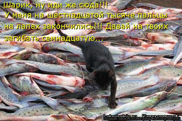 Котоматрица: Шарик, ну иди же сюда!!! У меня на шестнадцатой тысяче пальцы  на лапах закончились!!! Давай на твоих  загибать семнадцатую...