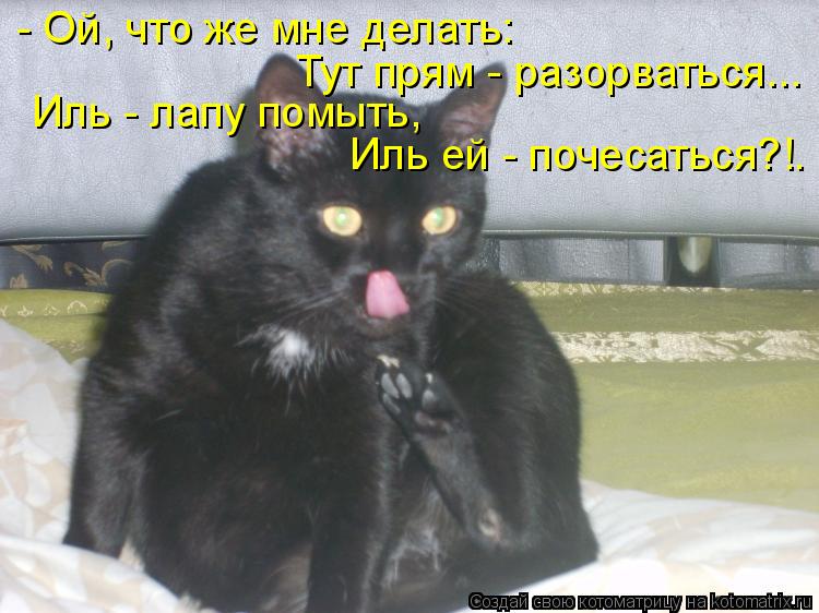 Котоматрица: - Ой, что же мне делать: Тут прям - разорваться... Иль - лапу помыть, Иль ей - почесаться?!.