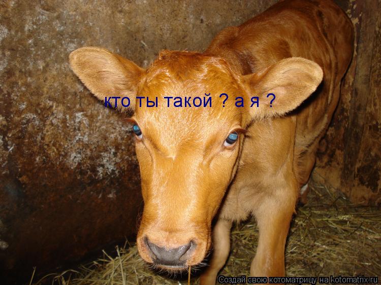 кто ты такой ? а я ?... Котоматрица: кто ты такой ? а я ?