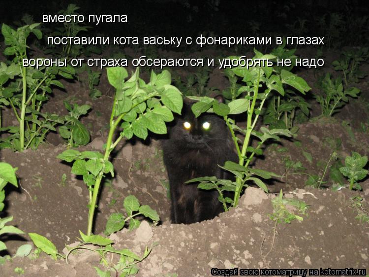 вместо пугала поставили кота ваську с фонариками в глазах вороны от страха обсераются и удобрять не н... Котоматрица: вместо пугала поставили кота ваську с фонариками в глазах вороны от страха обсераются и удобрять не надо