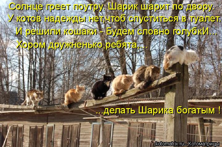 Солнце греет поутру. Шарик шарит по двору. У котов надежды нет,чтоб спуститься в туалет. И решили кош... Котоматрица: Солнце греет поутру. Шарик шарит по двору. У котов надежды нет,чтоб спуститься в туалет. И решили кошаки - Будем словно голубкИ... Хором дружн