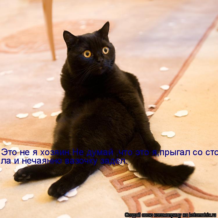 Это не я хозяин.Не думай ,что это я,прыгал со стола и нечаянно вазочку задел. ла и нечаянно вазочку з... Котоматрица: Это не я хозяин.Не думай ,что это я,прыгал со стола и нечаянно вазочку задел. ла и нечаянно вазочку задел.