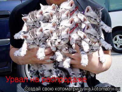 Котоматрица: Урвал на распродаже