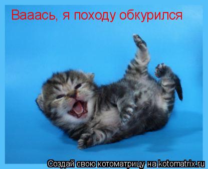 Котоматрица: Вааась, я походу обкурился