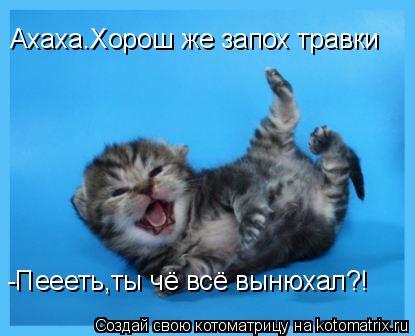 Котоматрица: Ахаха.Хорош же запох травки -Пеееть,ты чё всё вынюхал?!