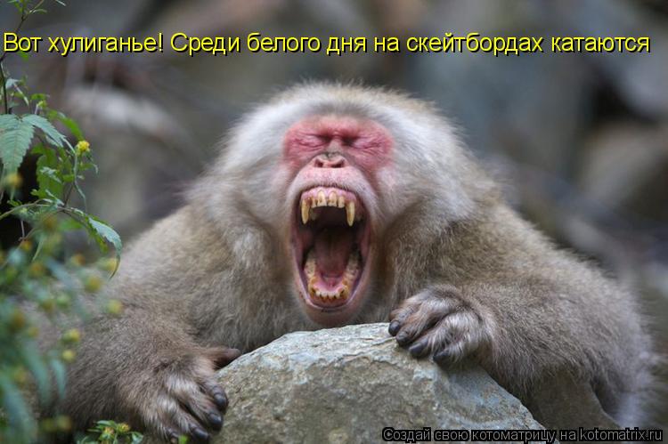 Котоматрица: Вот хулиганье! Среди белого дня на скейтбордах катаются