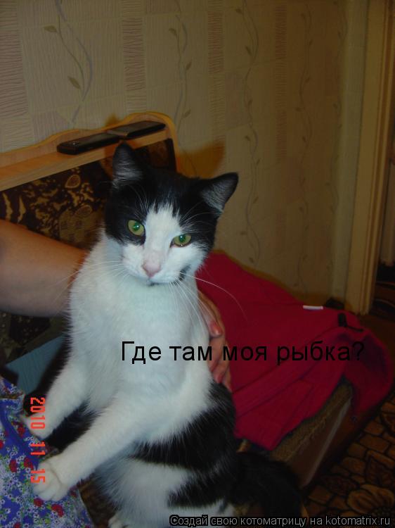 Котоматрица: Где там моя рыбка?