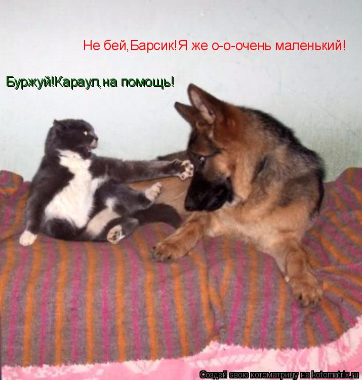 Котоматрица: Буржуй!Караул,на помощь! Не бей,Барсик!Я же о-о-очень маленький!