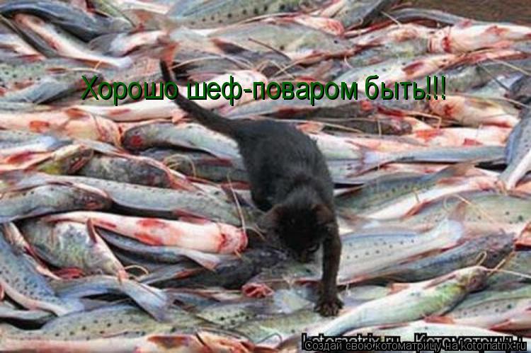 Котоматрица: Хорошо шеф-поваром быть!!!