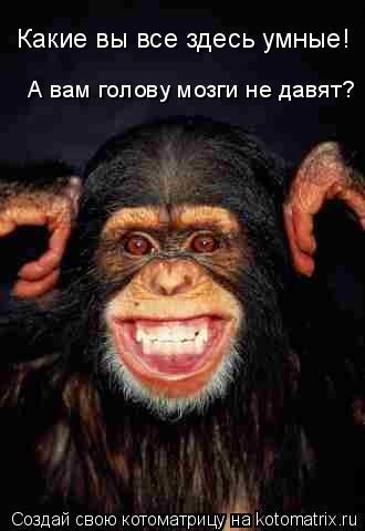Котоматрица: Какие вы все здесь умные! А вам голову мозги не давят?