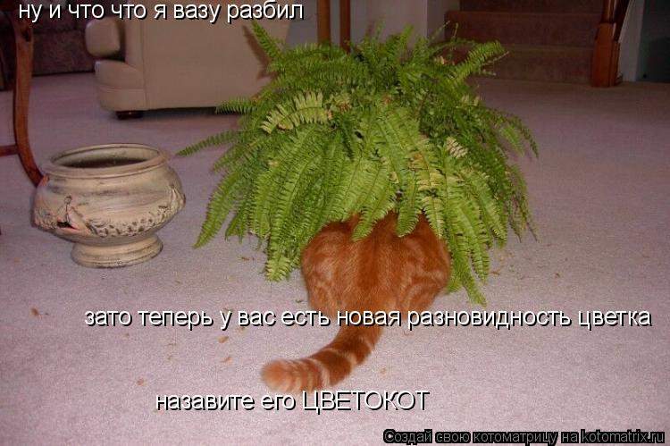 Котоматрица: ну и что что я вазу разбил зато теперь у вас есть новая разновидность цветка назавите его ЦВЕТОКОТ