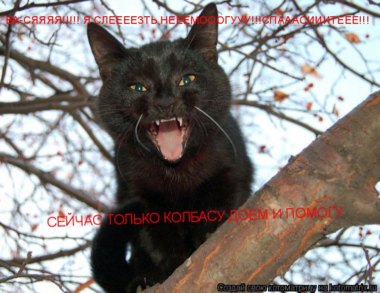 Котоматрица: ВА-СЯЯЯЯ!!!!! Я СЛЕЕЕЕЗТЬ НЕЕЕМОООГУУУ!!!СПАААСИИИТЕЕЕ!!! СЕЙЧАС ТОЛЬКО КОЛБАСУ ДОЕМ И ПОМОГУ