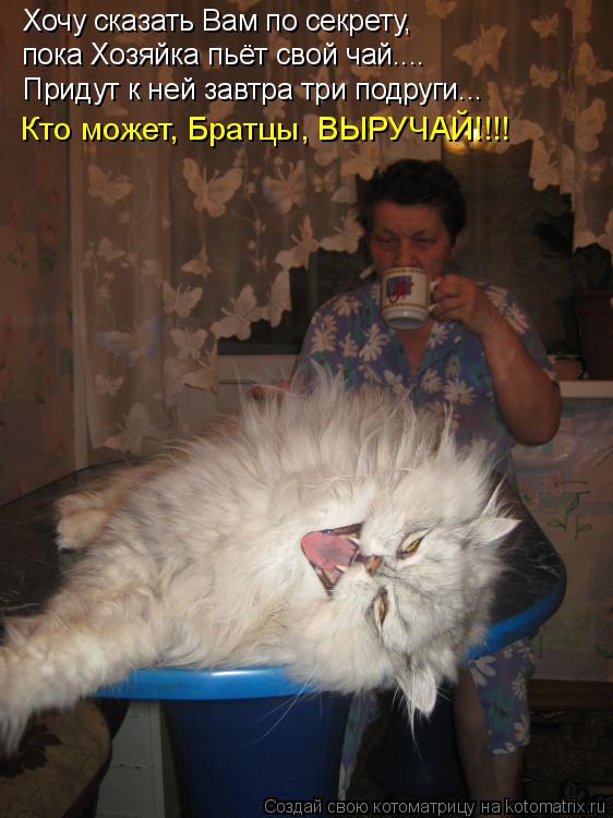 Котоматрица: Хочу сказать Вам по секрету,  пока Хозяйка пьёт свой чай.... Придут к ней завтра три подруги... Кто может, Братцы, ВЫРУЧАЙ!!!!