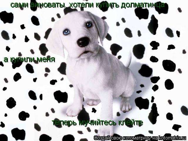 Котоматрица: сами виноваты, хотели купить долматинца а купили меня теперь мучийтесь клейте