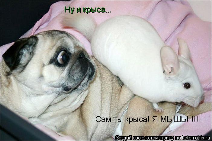 Котоматрица: Ну и крыса... Сам ты крыса! Я МЫШЬ!!!!!