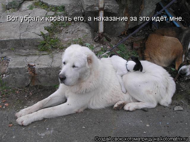 Котоматрица: Вот убрали кровать его, а наказание за это идёт мне.