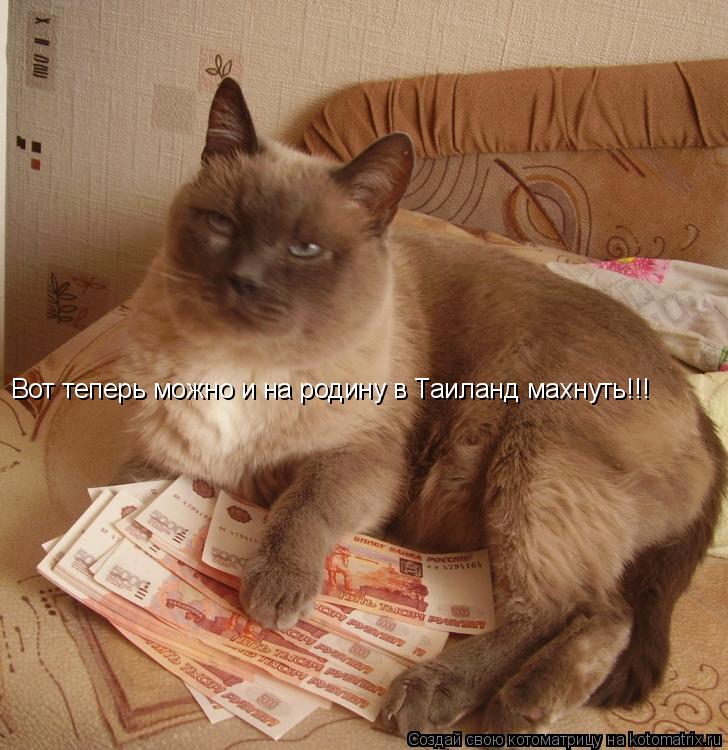 Котоматрица: Вот теперь можно и на родину в Таиланд махнуть!!!