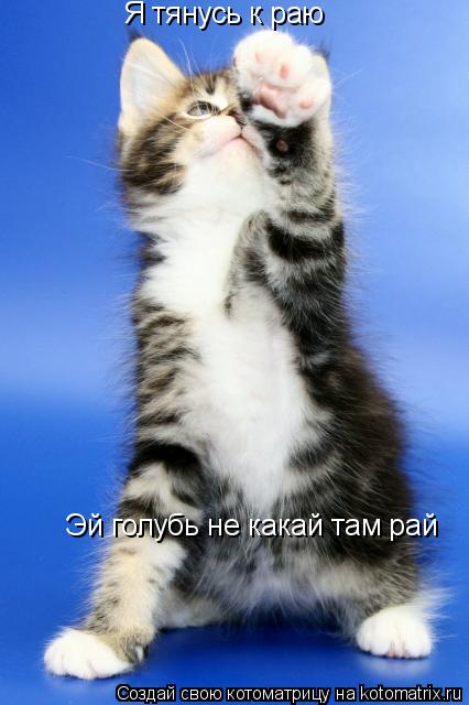 Котоматрица: Я тянусь к раю Эй голубь не какай там рай