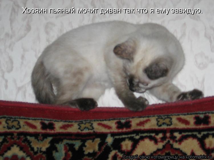 Котоматрица: Хозяин пьяный мочит диван так что я ему завидую.
