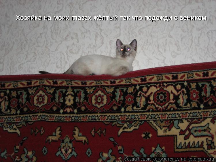 Котоматрица: Хозяйка на моих глазах жёлтый так что подожди с веником