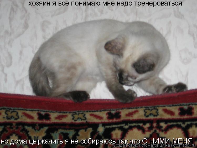 Котоматрица: хозяин я все понимаю мне надо тренероваться но дома цыркачить я не собираюсь так что С НИМИ МЕНЯ