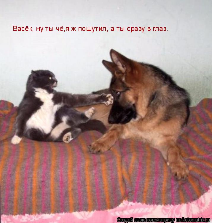 Котоматрица: Васёк, ну ты чё,я ж пошутил, а ты сразу в глаз.