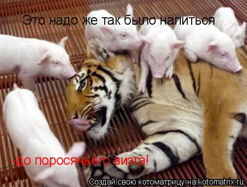 Котоматрица: Это надо же так было напиться -до поросячьего визга!