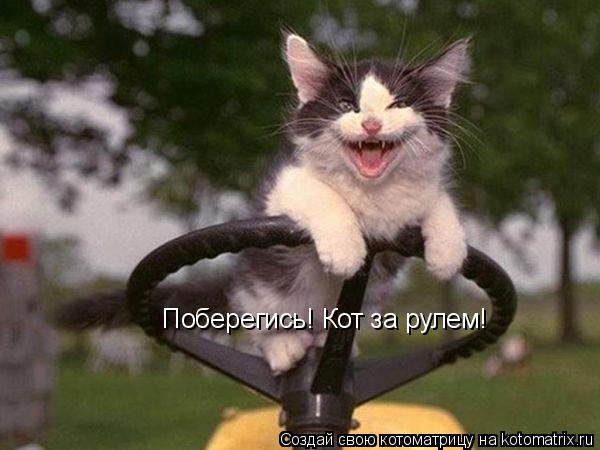 Котоматрица: Поберегись! Кот за рулем!