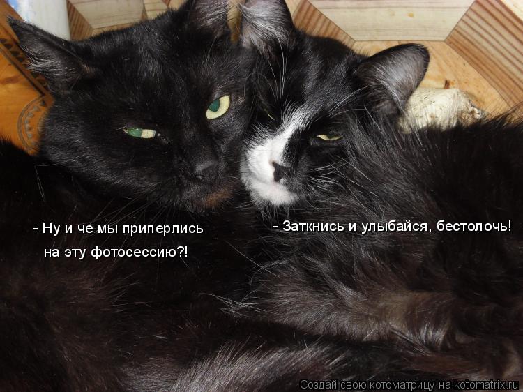 Котоматрица: - Ну и че мы приперлись на эту фотосессию?! - Заткнись и улыбайся, бестолочь!