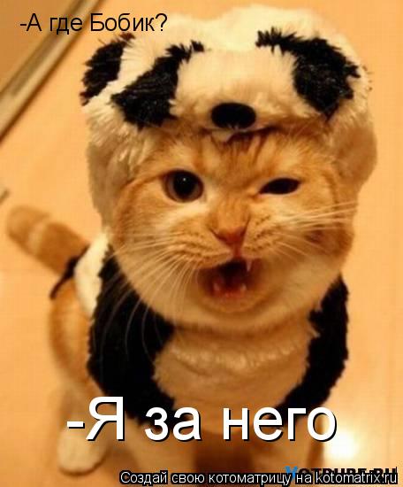 Котоматрица: -А где Бобик? -Я за него